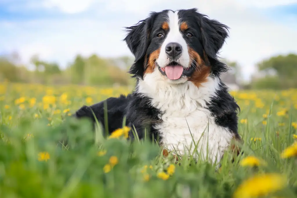 Magazin Berner Sennenhund