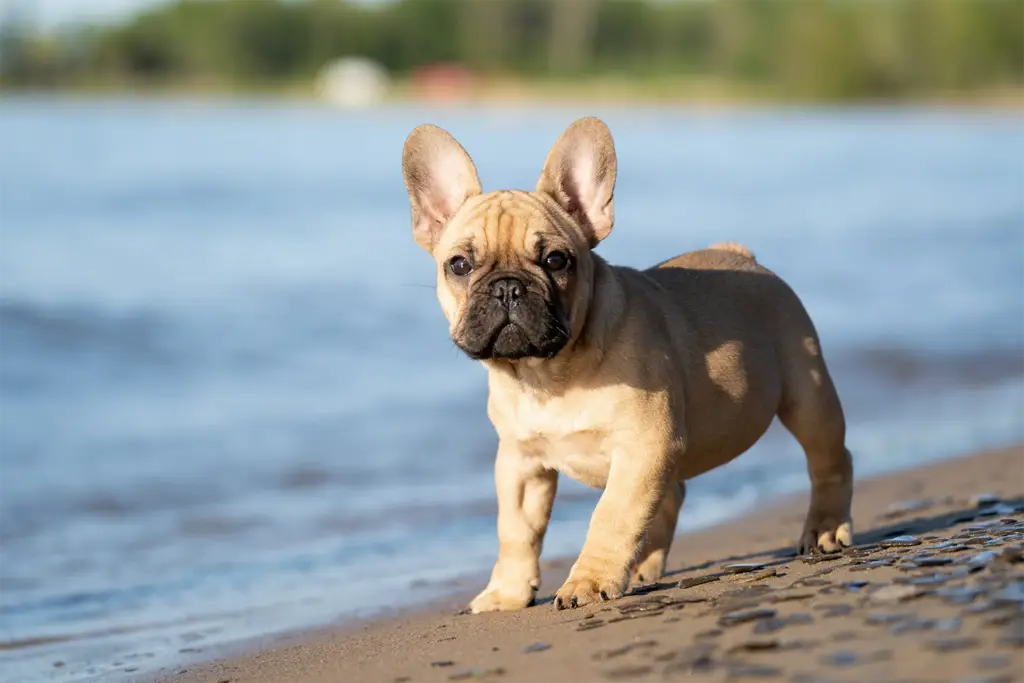 Magazin französische Bulldogge