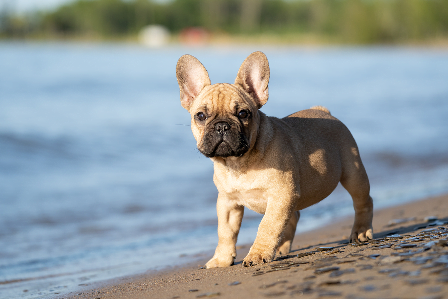 Französische Bulldogge - hier findest Du wichtige Informationen