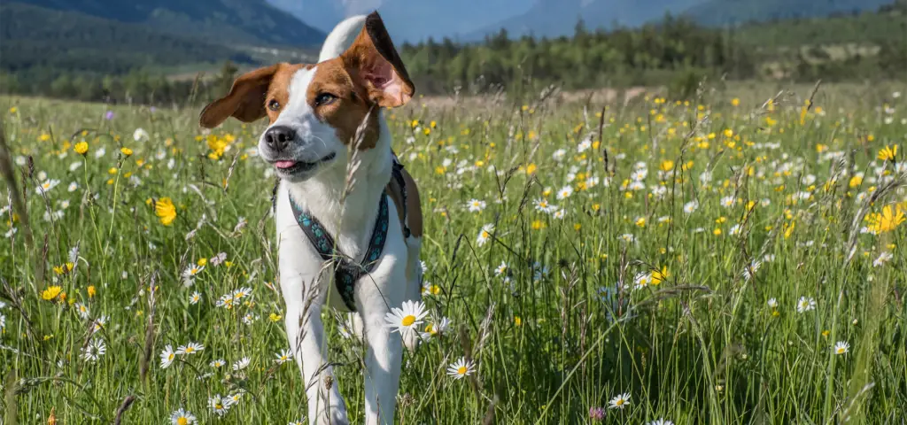 Heimatglück Hundefutter aus dem Allgäu