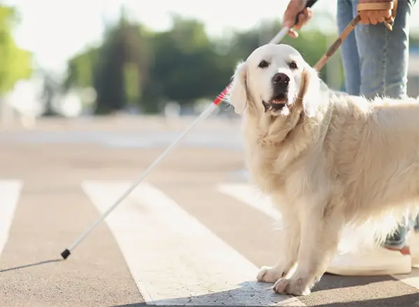 Blindenhund